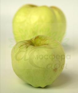 Яблуня Антонівка 600 грам 